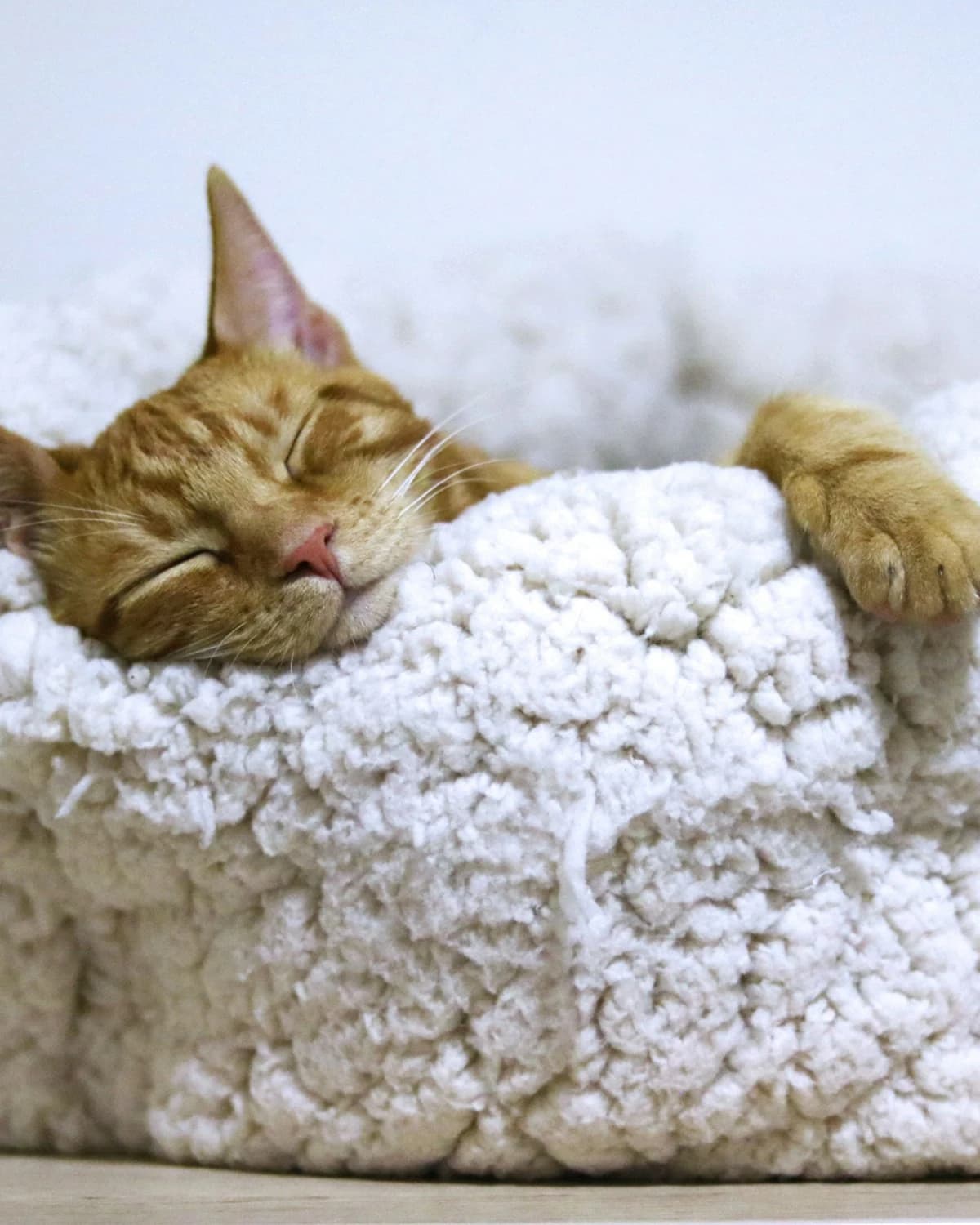 Peluş Kedi Yuvası, Krem